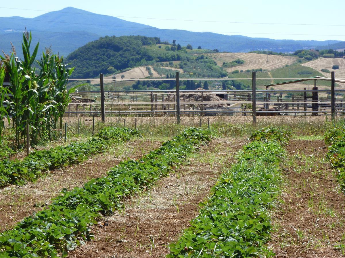 Agriturismo San Marco Hotel Rosignano Marittimo Esterno foto